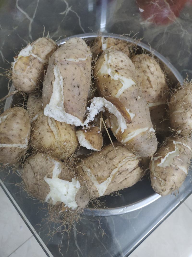 亮大毛薯