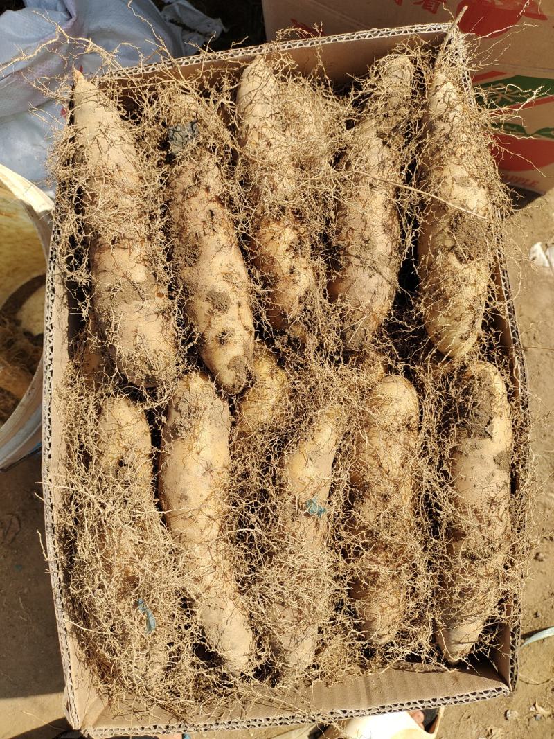 亮大毛薯