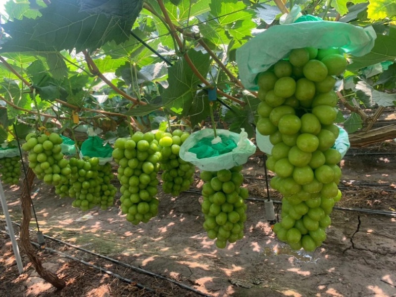 辽南阳光玫瑰大量上市一手货源