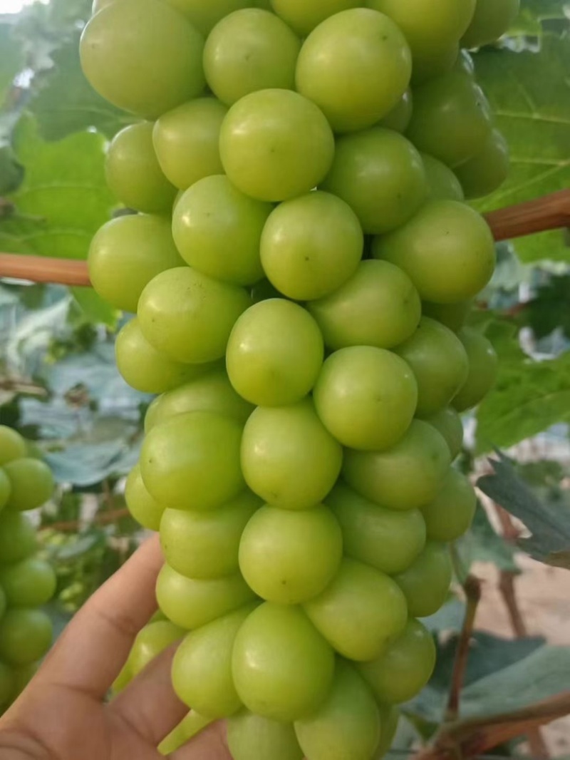 辽南阳光玫瑰大量上市一手货源