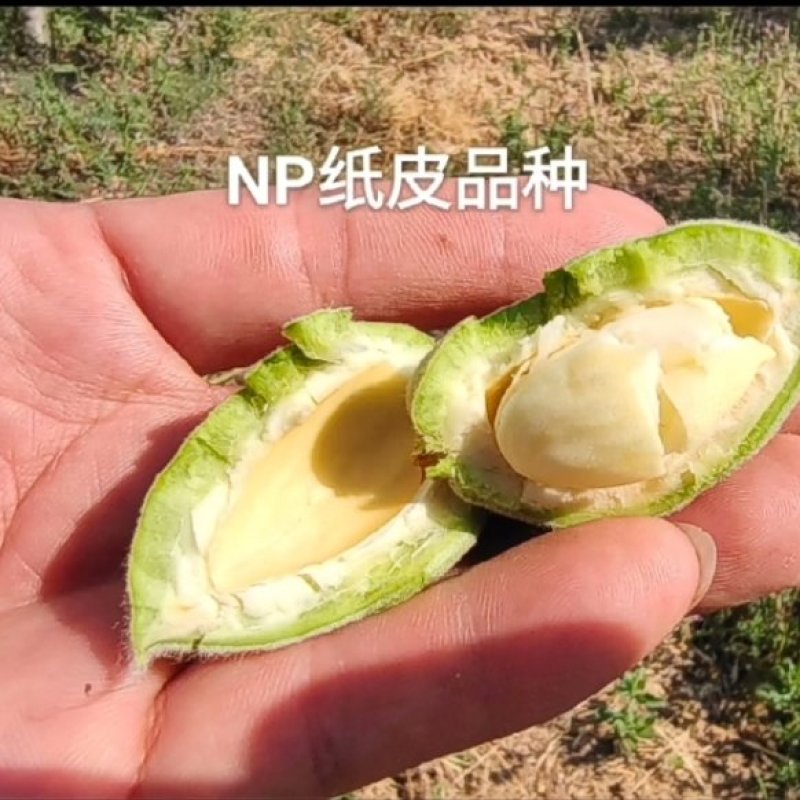 巴旦木鲜鲜果，鲜香脆甜，皮薄仁香，好吃美美