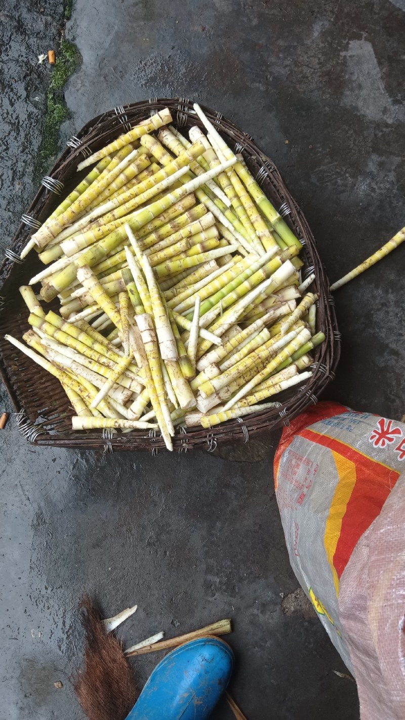 高山纯野生丁丁笋鲜笋，干笋产新，