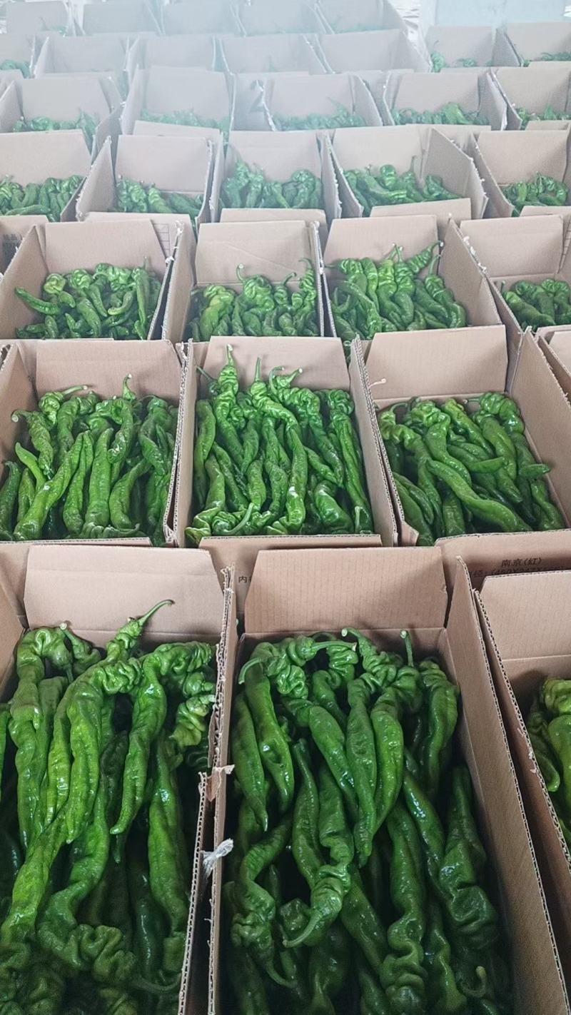 精品线椒目前大量有货
