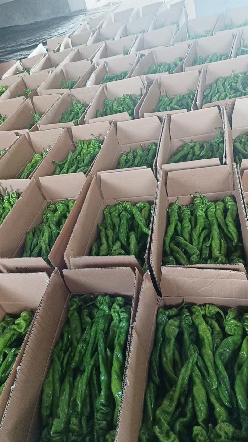 精品线椒目前大量有货