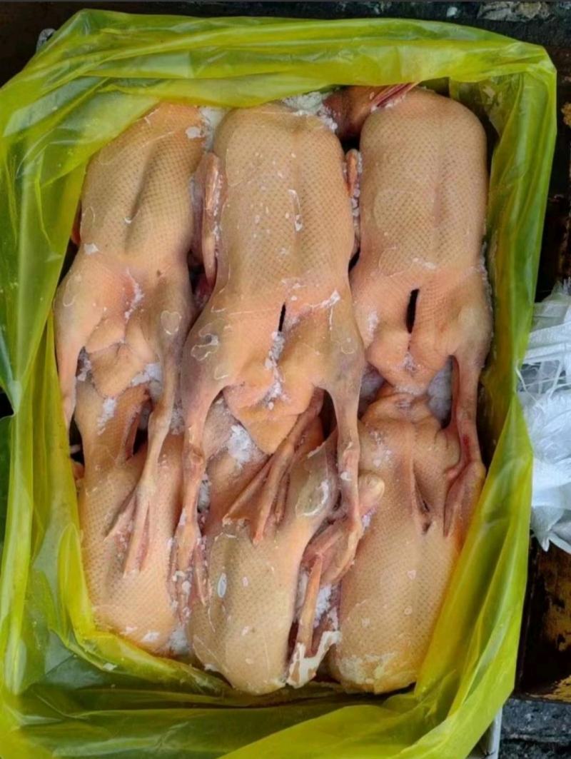 黄皮鸭板冻单只套袋都有货，全部现货