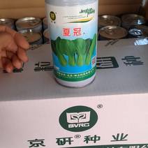 京研夏冠耐热耐湿青梗菜种子上海青种子油菜种子
