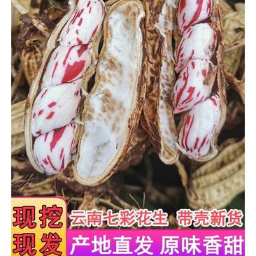 七彩花生新货云南产地直发香甜可口保质保量全国发货欢迎