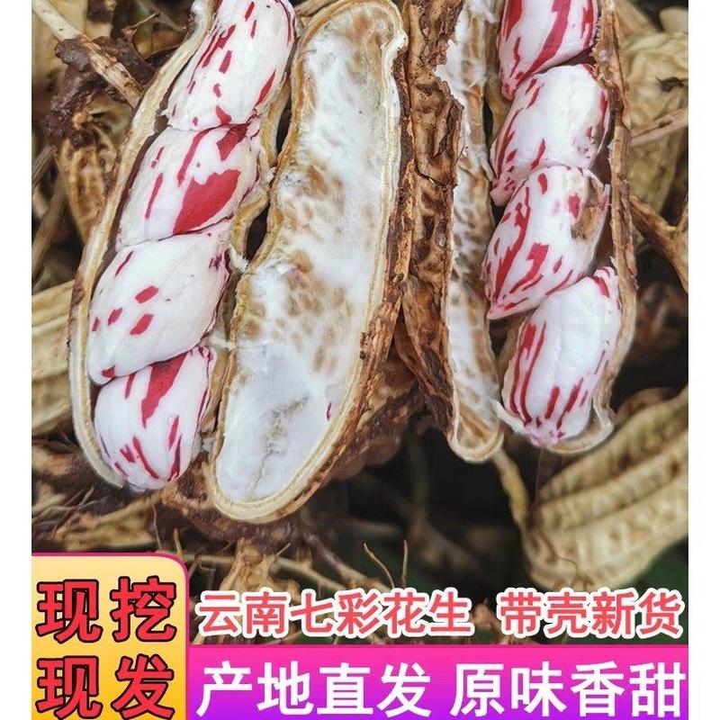 七彩花生新货云南产地直发香甜可口保质保量全国发货欢迎