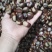 精品野栗子