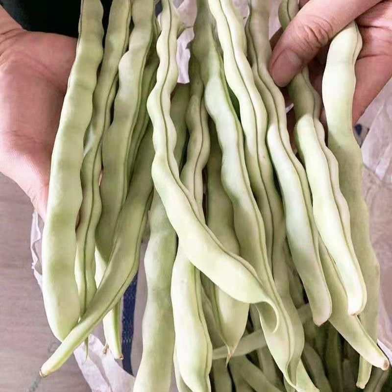 贵州豆角白条豆角产地直发货源充足大量上市品质保证