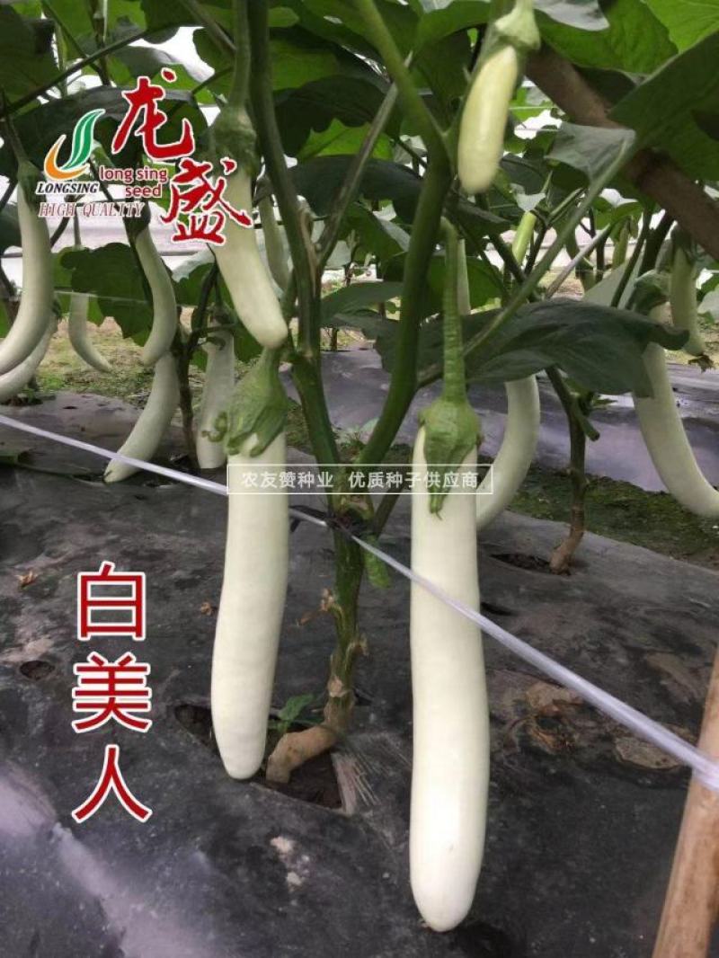 白美人长白茄子种子龙盛白色茄子种子绿萼果面雪白光亮早熟