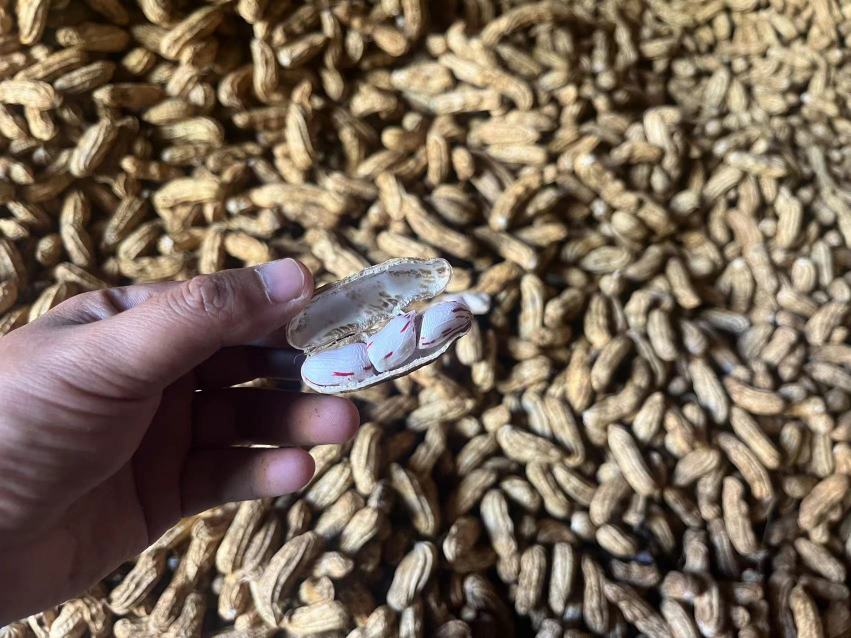 红皮花生田间生长图