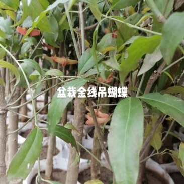 盆栽金线吊蝴蝶