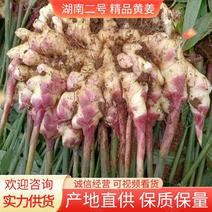 精品黄姜湖南二号产地一手货源大量上市品质保证价格优惠