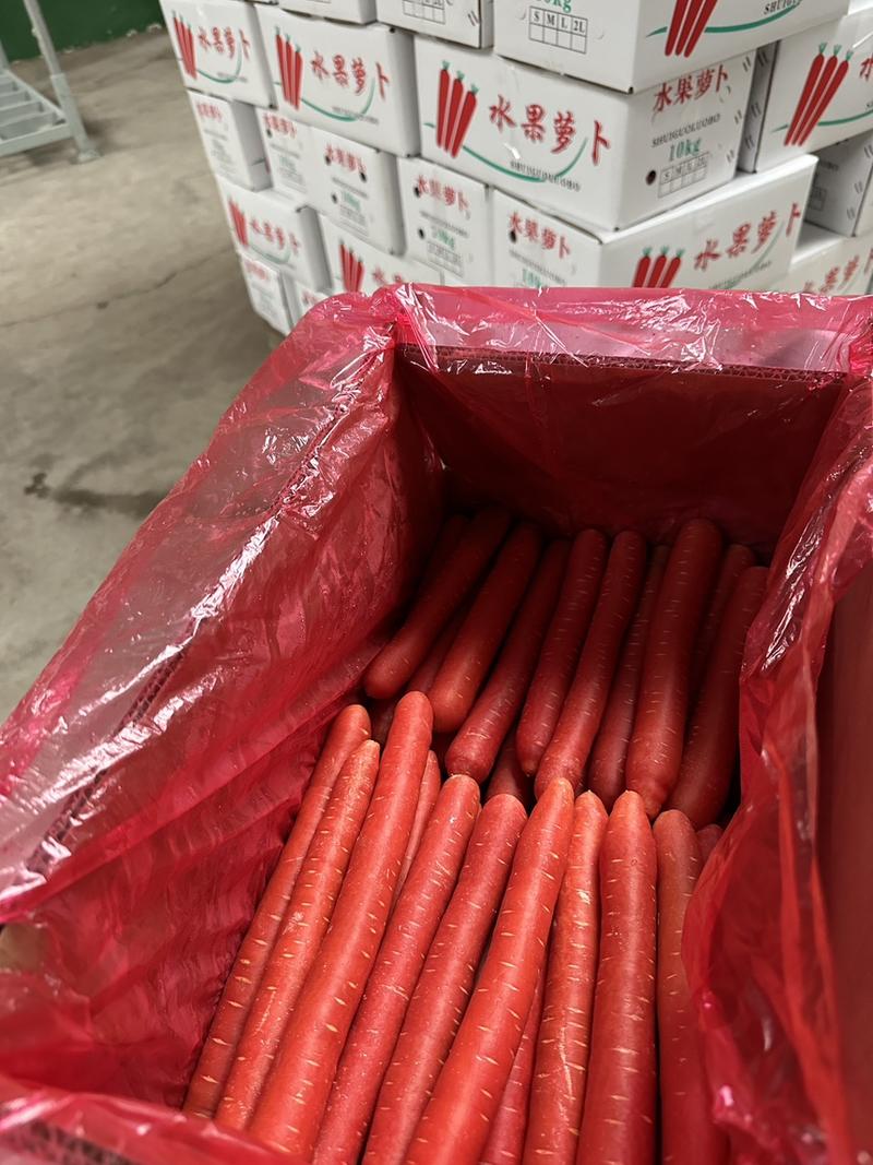 【甄选】精品陕西胡萝卜大量上市中条小条供应精品红萝卜欢迎