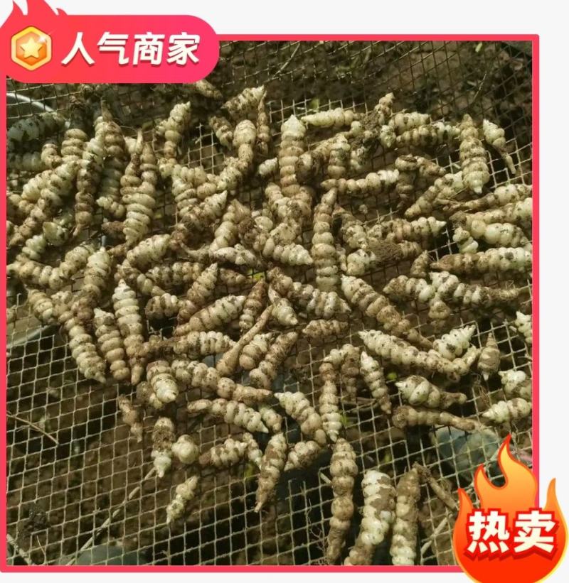 精品螺丝菜/宝塔菜/地参产地全国直发/一手货源