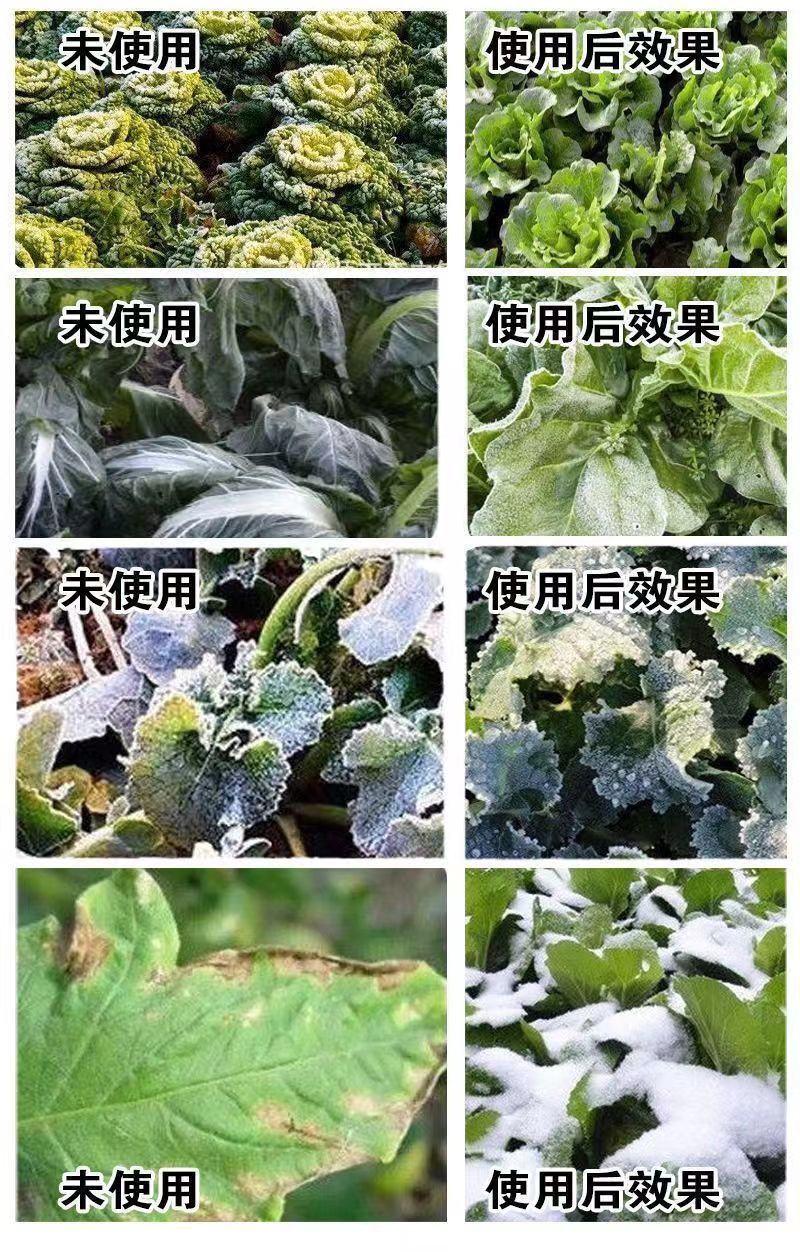 植物防冻剂叶面肥果树蔬菜苗木大棚防冻液倒春寒霜防寒抗寒抗