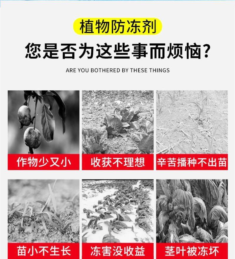 植物防冻剂叶面肥果树蔬菜苗木大棚防冻液倒春寒霜防寒抗寒抗
