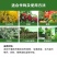 植物防冻剂叶面肥果树蔬菜苗木大棚防冻液倒春寒霜防寒抗寒抗