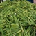 【精品茭白】浙江丽水美人茭茭白产地直发质量保证全国发货