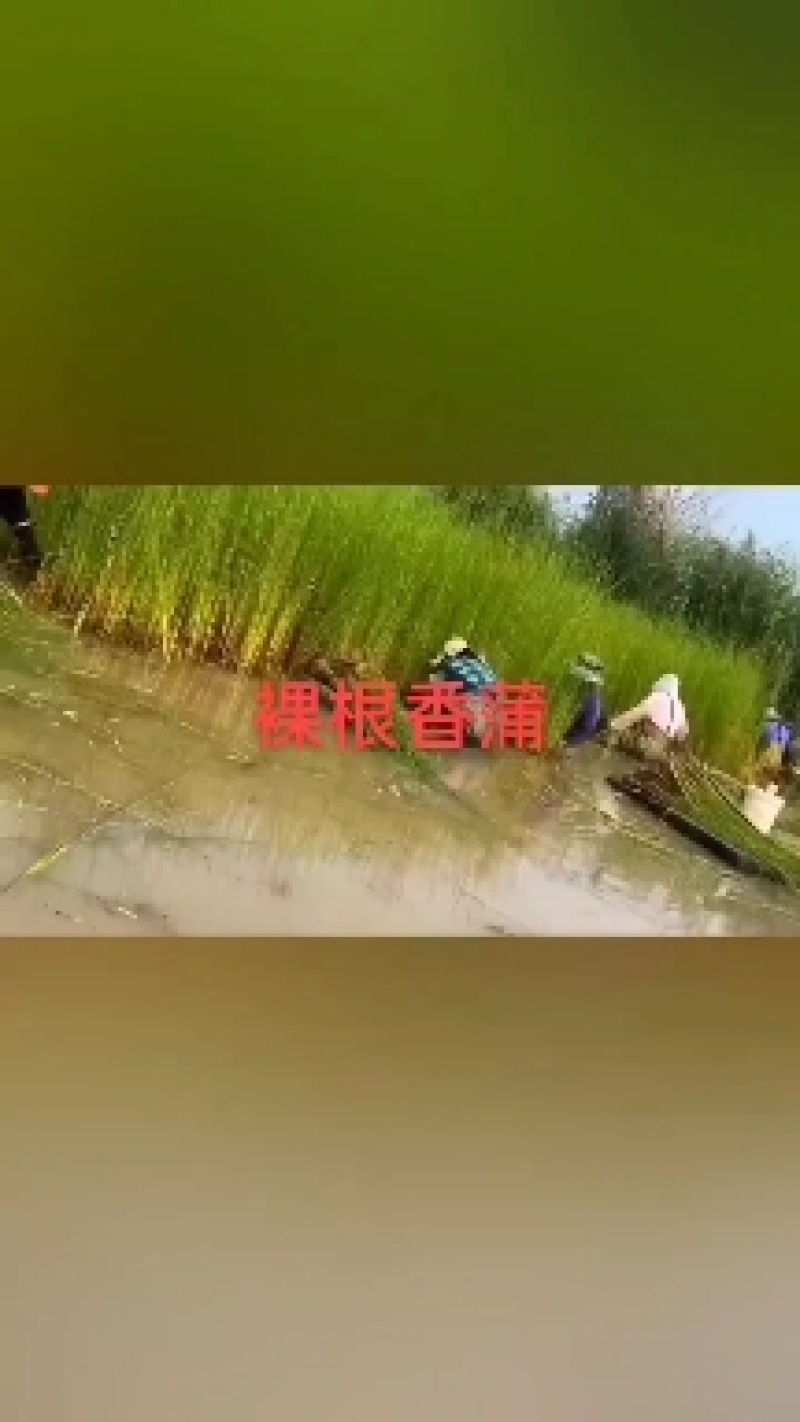 香蒲