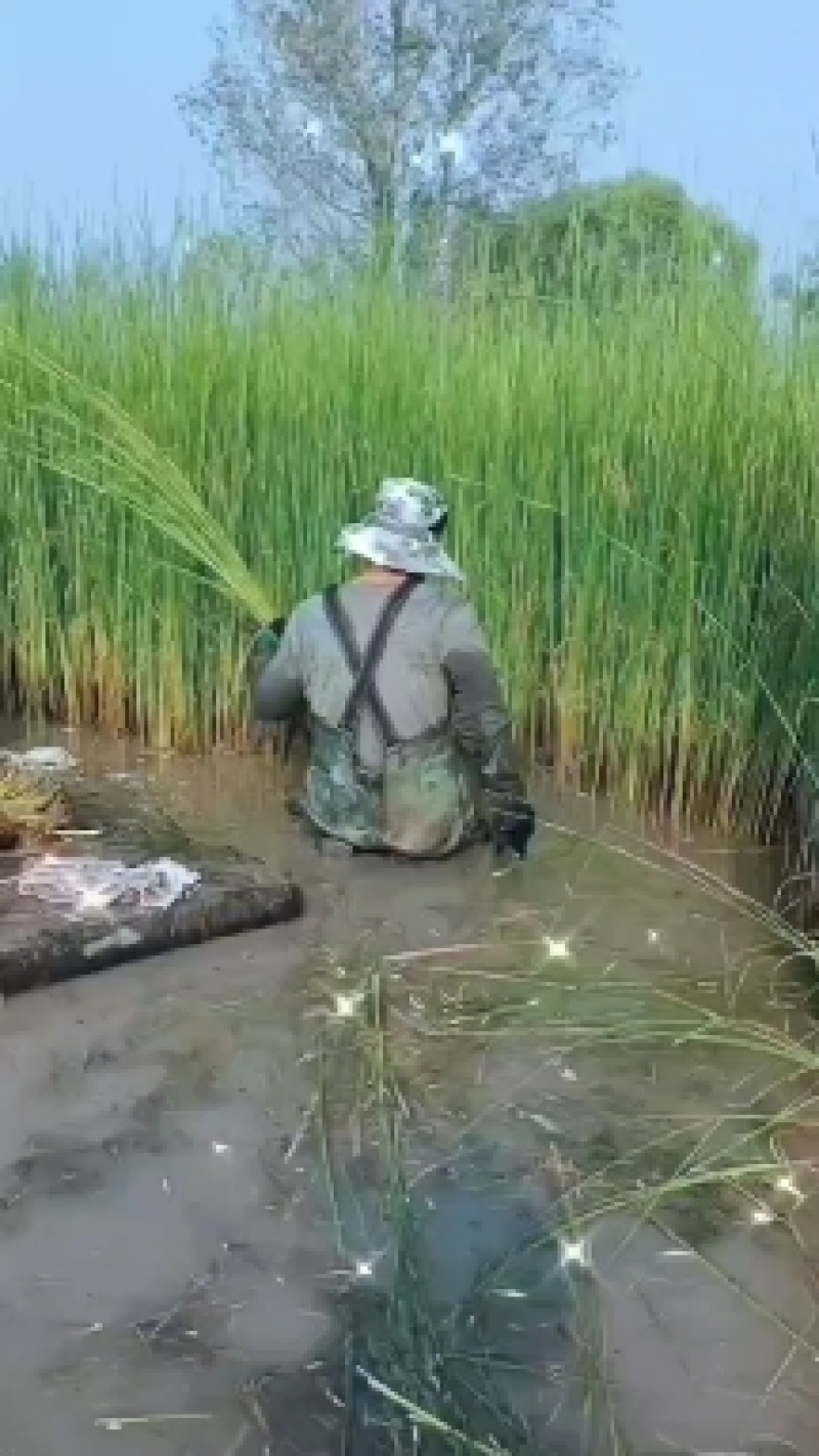 香蒲