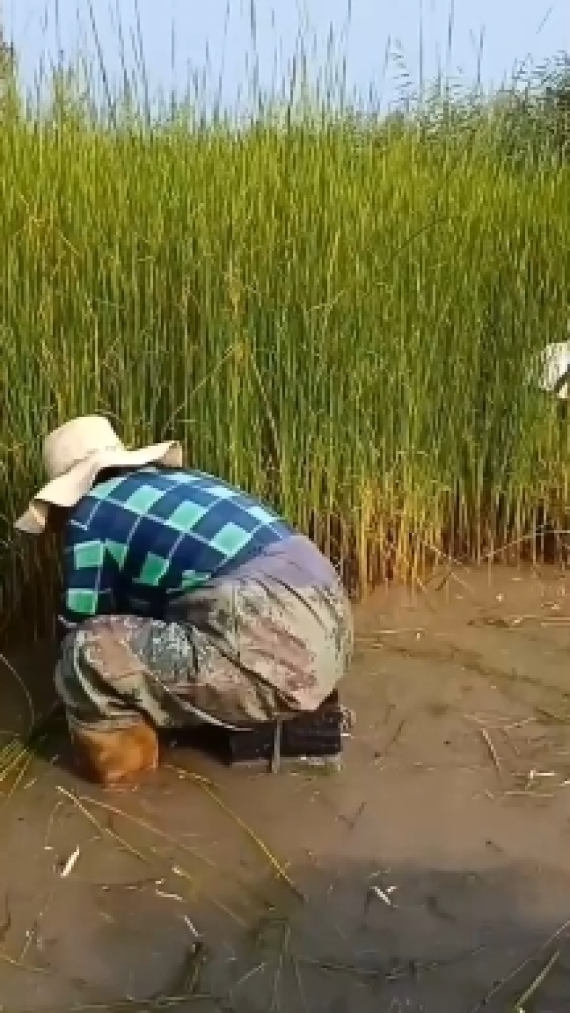 香蒲