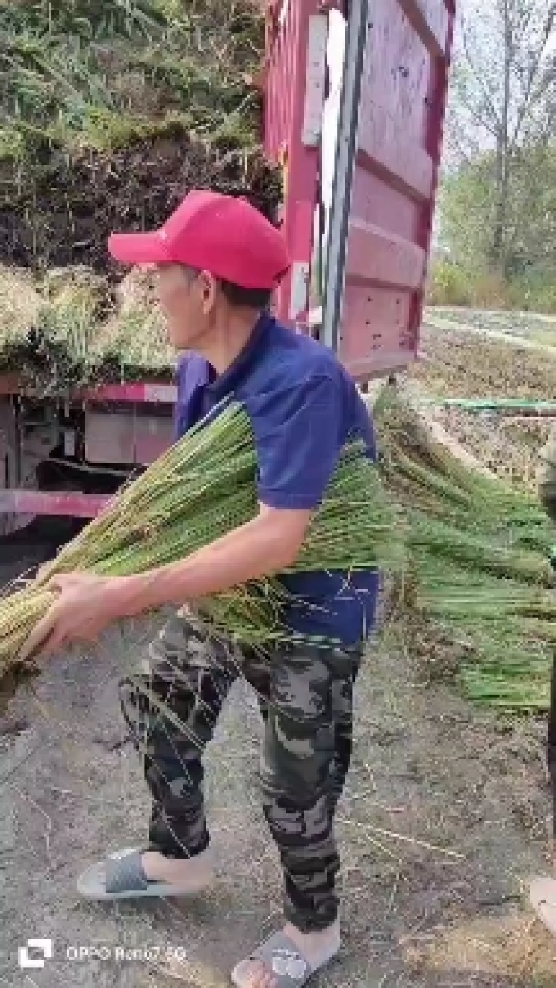 香蒲