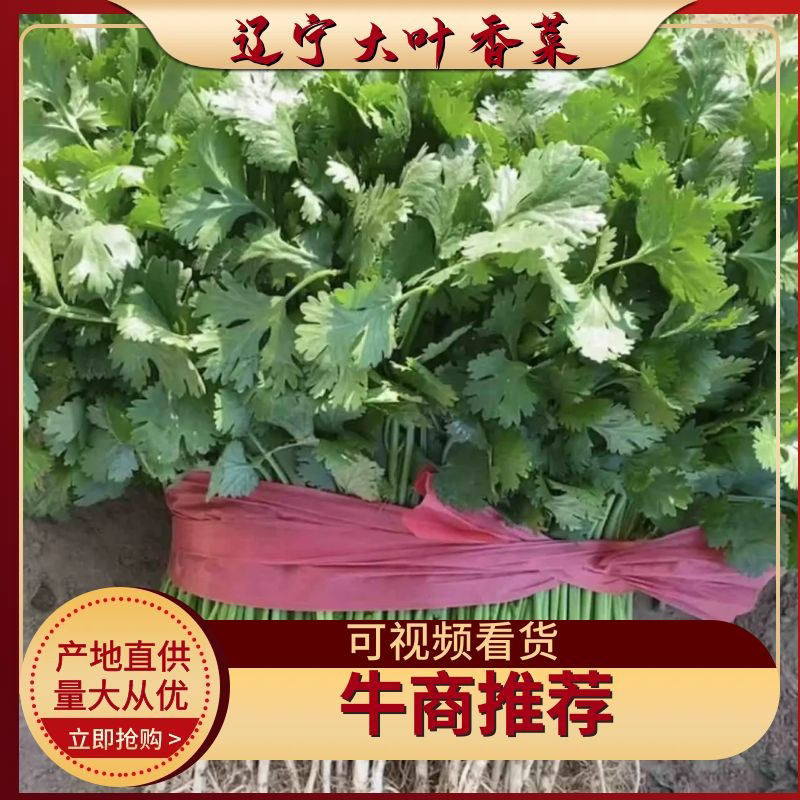 香菜大量上市全国发货产地供货一手货源欢迎咨询采购