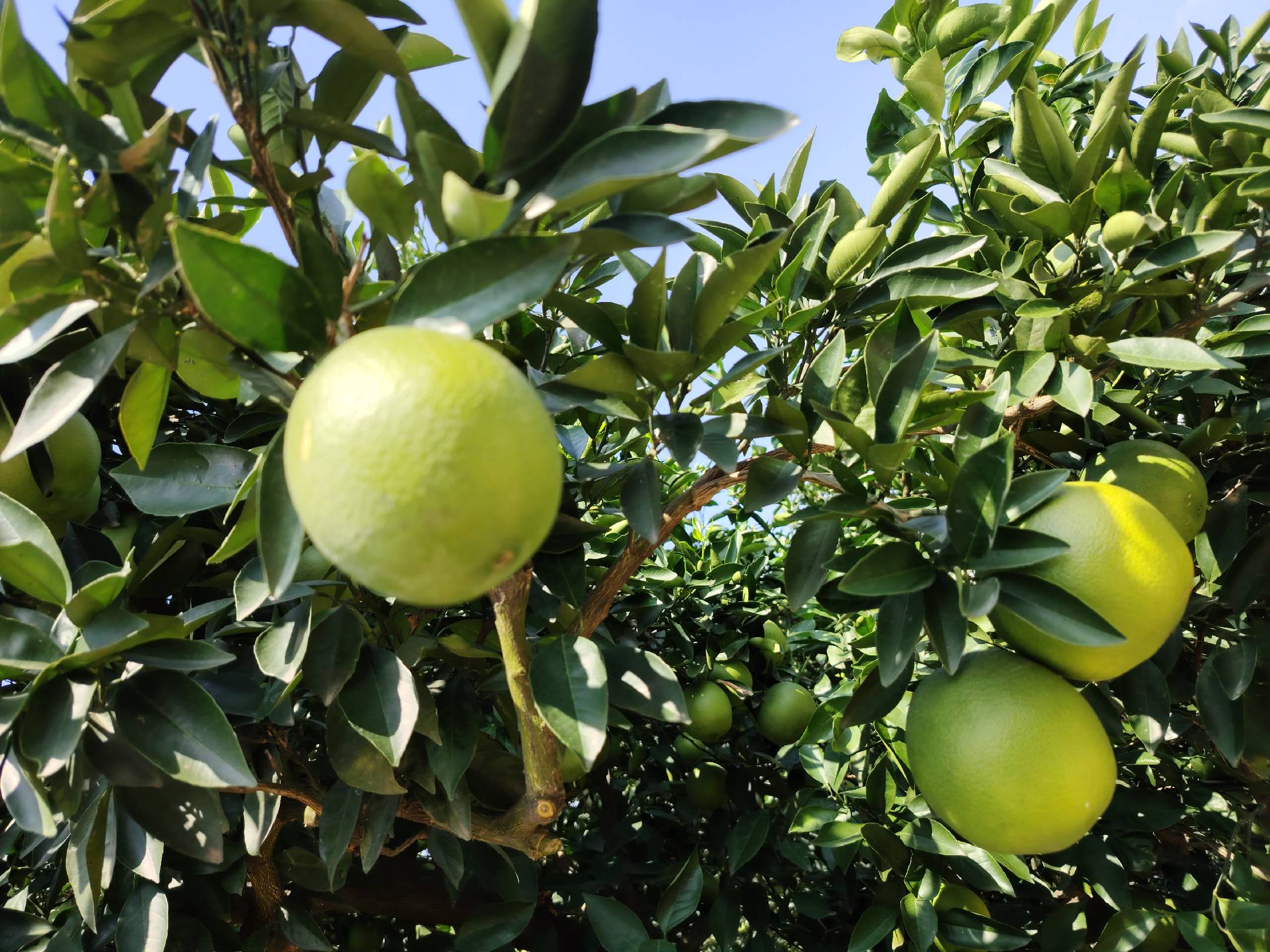 纽荷尔脐橙树干涂白防护处理现场图 纽荷尔脐橙树干涂白防护图示