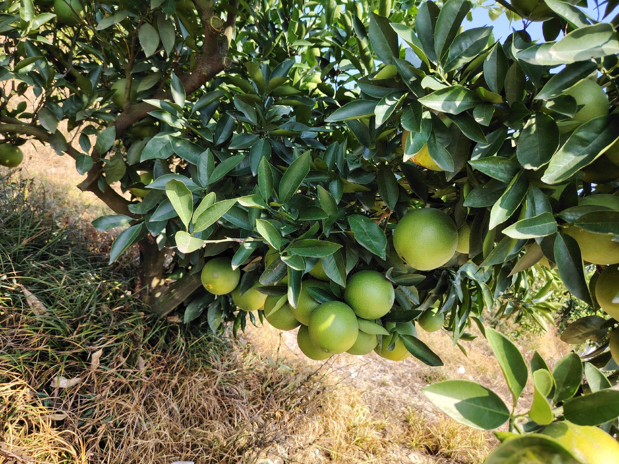 青秋脐橙枝条特写