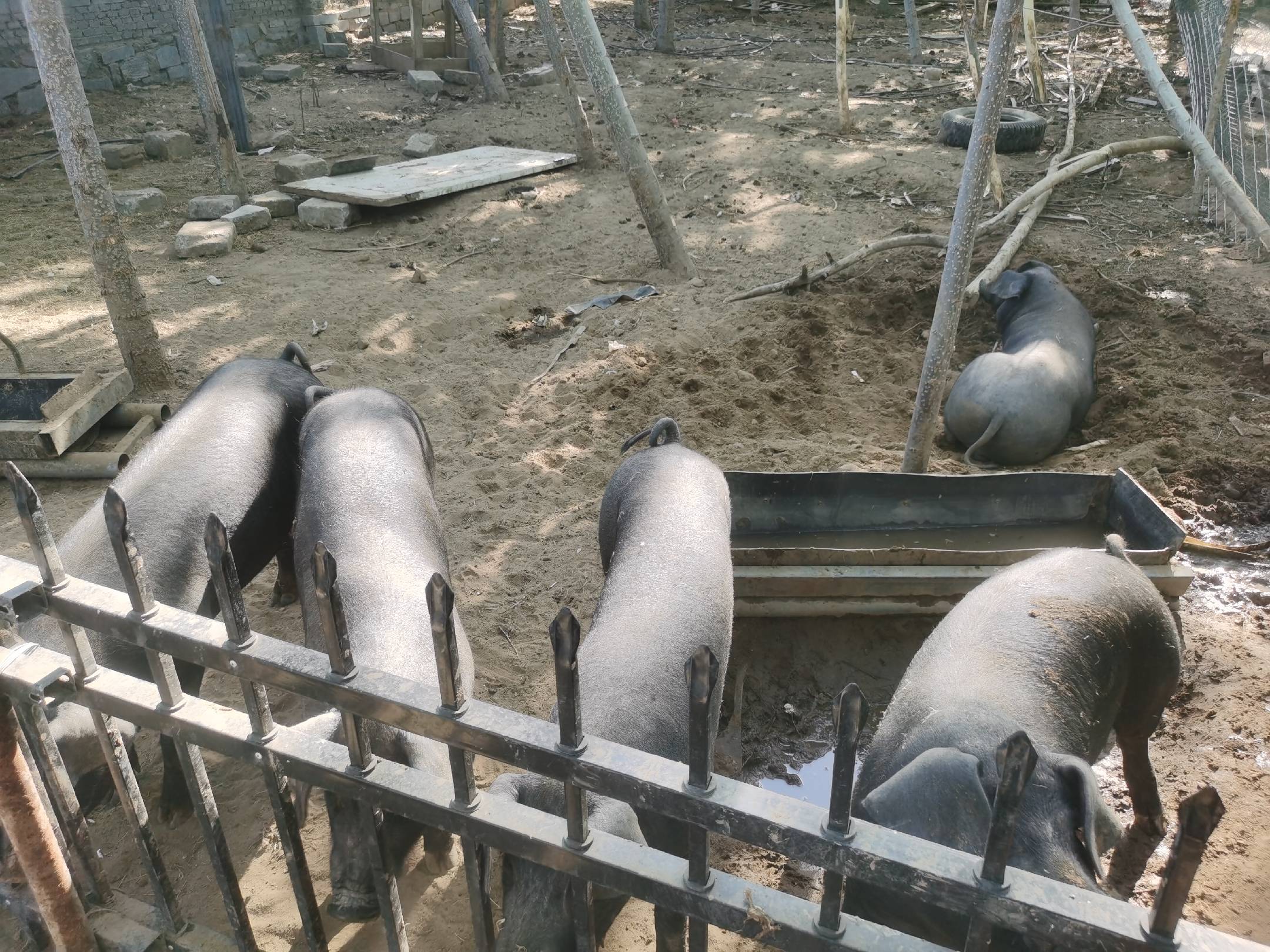 五黑鸡成群在林间草地自由觅食，羽毛乌黑发亮，背景为青山绿水，远处可见简易生态鸡舍