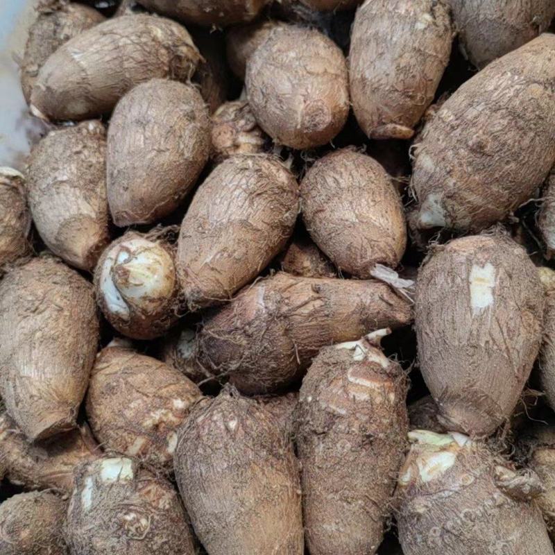 奶油毛芋头，货源充足，全国发货。坏烂包赔