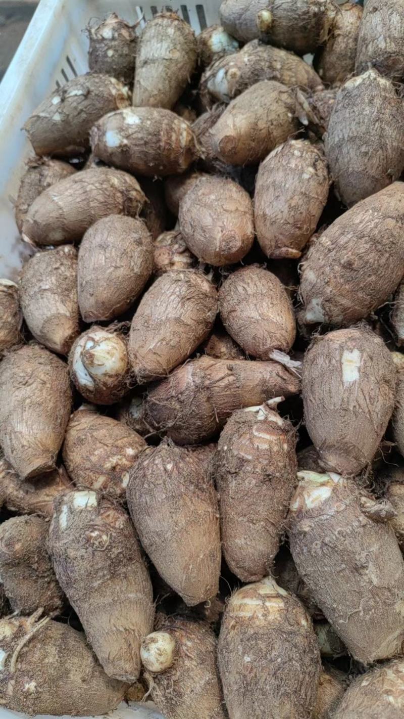 奶油毛芋头，货源充足，全国发货。坏烂包赔