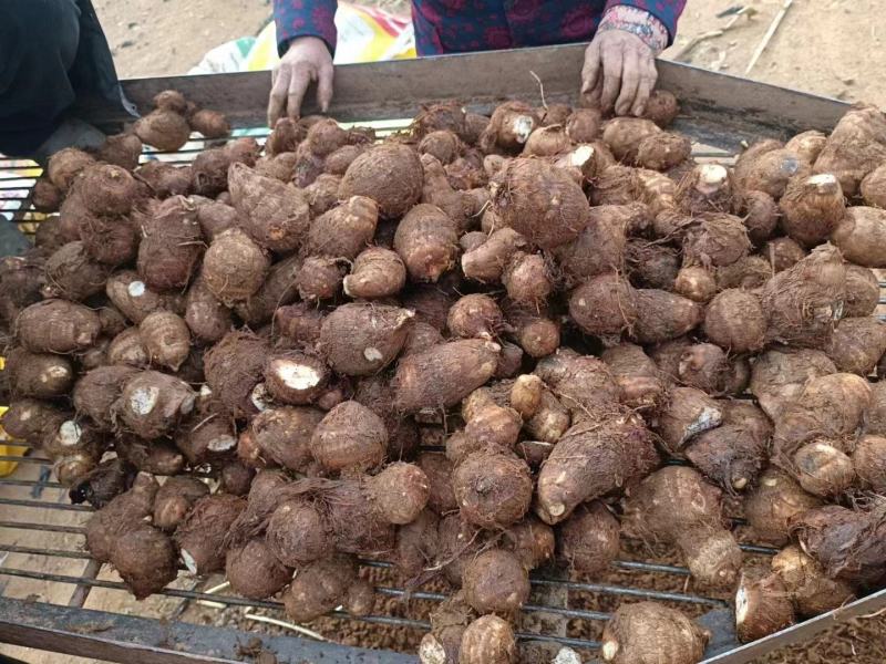 奶油毛芋头，货源充足，全国发货。坏烂包赔