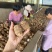 奶油毛芋头，货源充足，全国发货。坏烂包赔