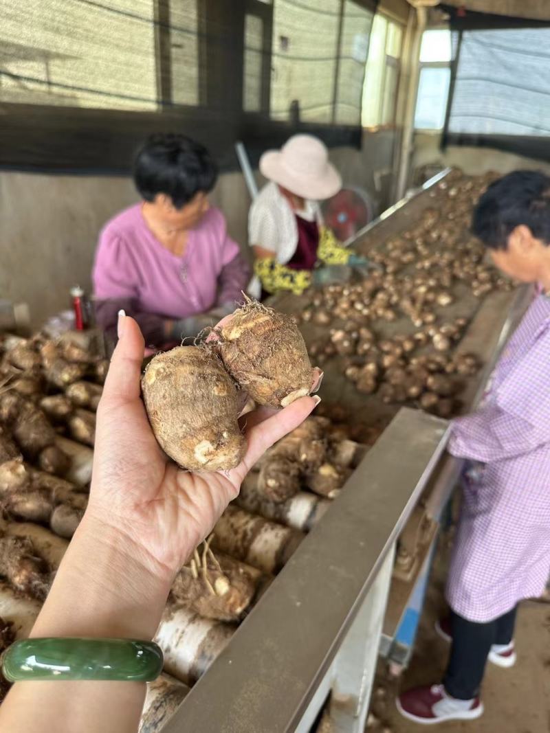 奶油毛芋头，货源充足，全国发货。坏烂包赔