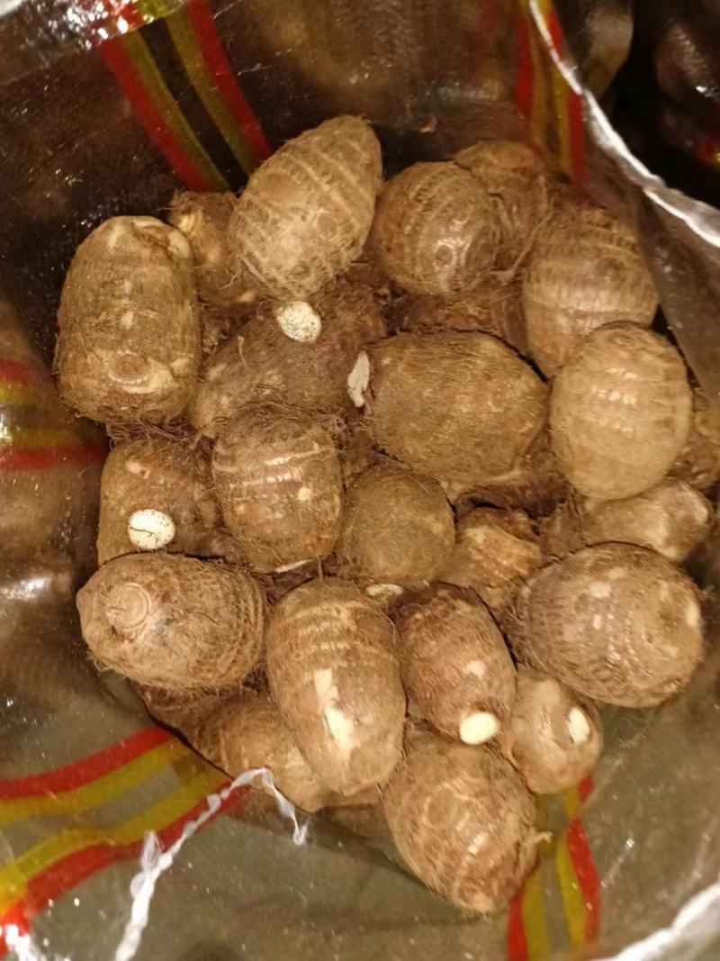 奶油毛芋头，货源充足，全国发货。坏烂包赔