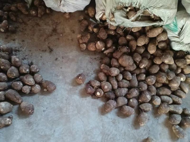 奶油毛芋头，货源充足，全国发货。坏烂包赔