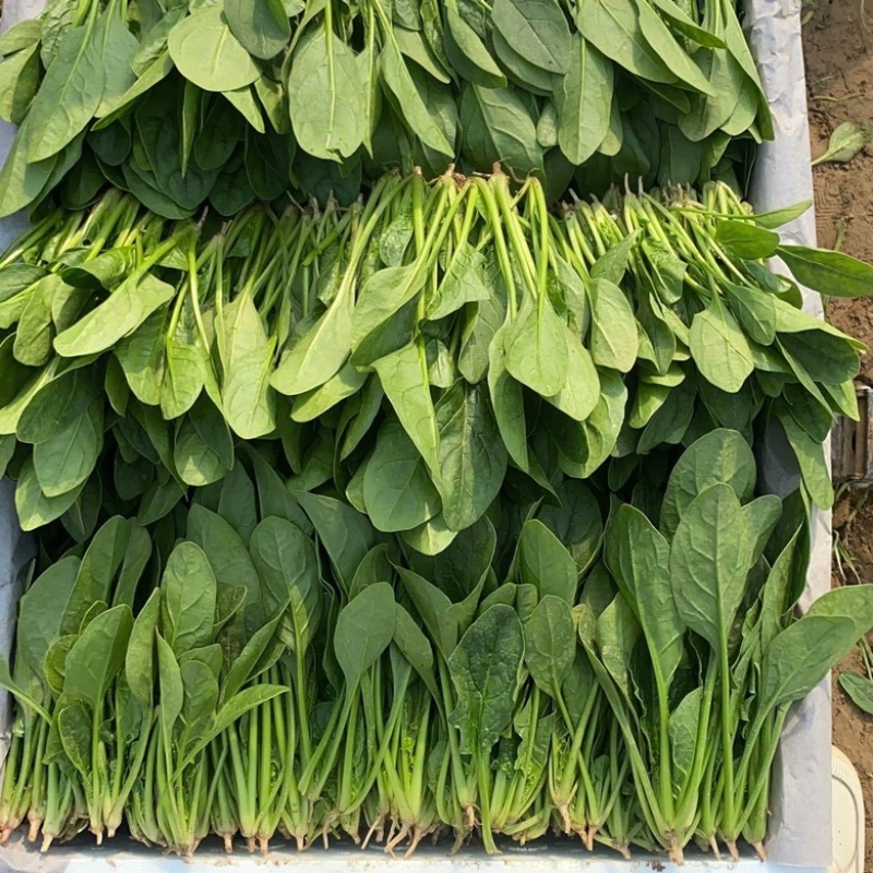 菠菜一级货源