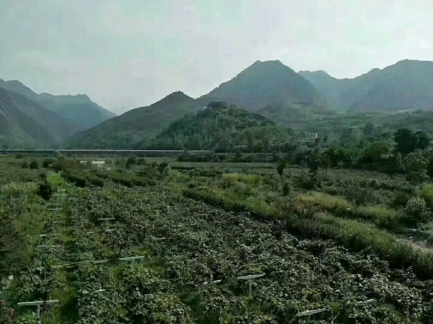 博山源泉猕猴桃种植园全景,展示山地果园与绿色藤蔓交织的生态景观 博山源泉猕猴桃种植园全景