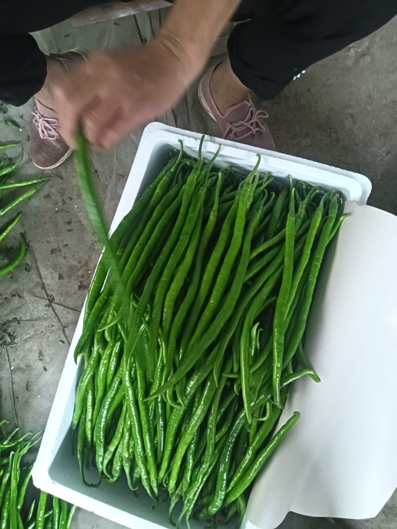 线椒，青州二荆条，青线椒，黑线椒，对接全国市场电商