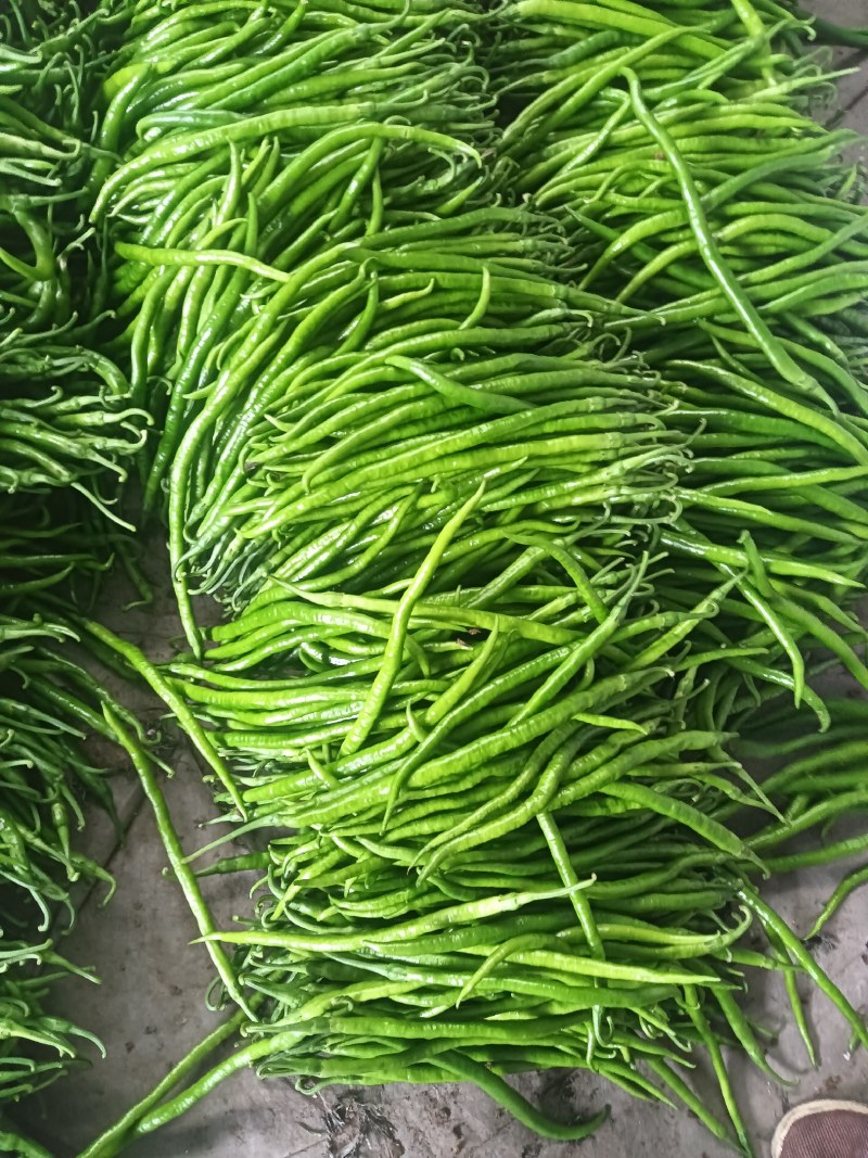 线椒，青州二荆条，青线椒，黑线椒，对接全国市场电商
