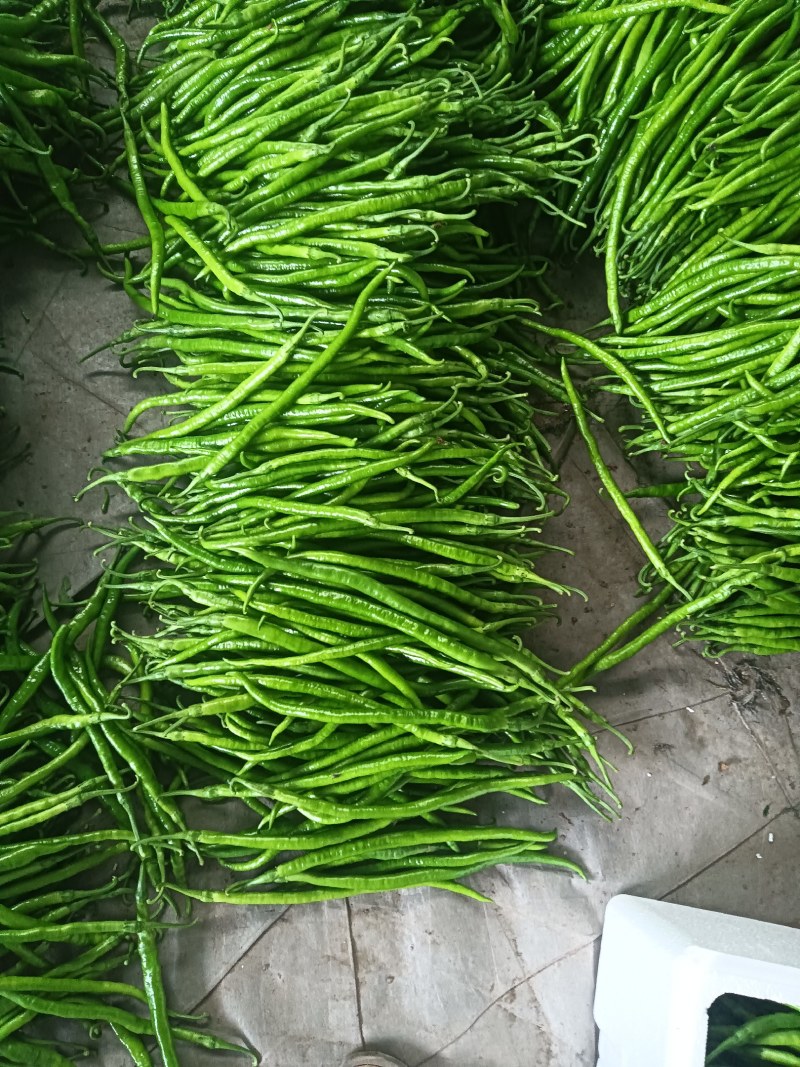 线椒，青州二荆条，青线椒，黑线椒，对接全国市场电商