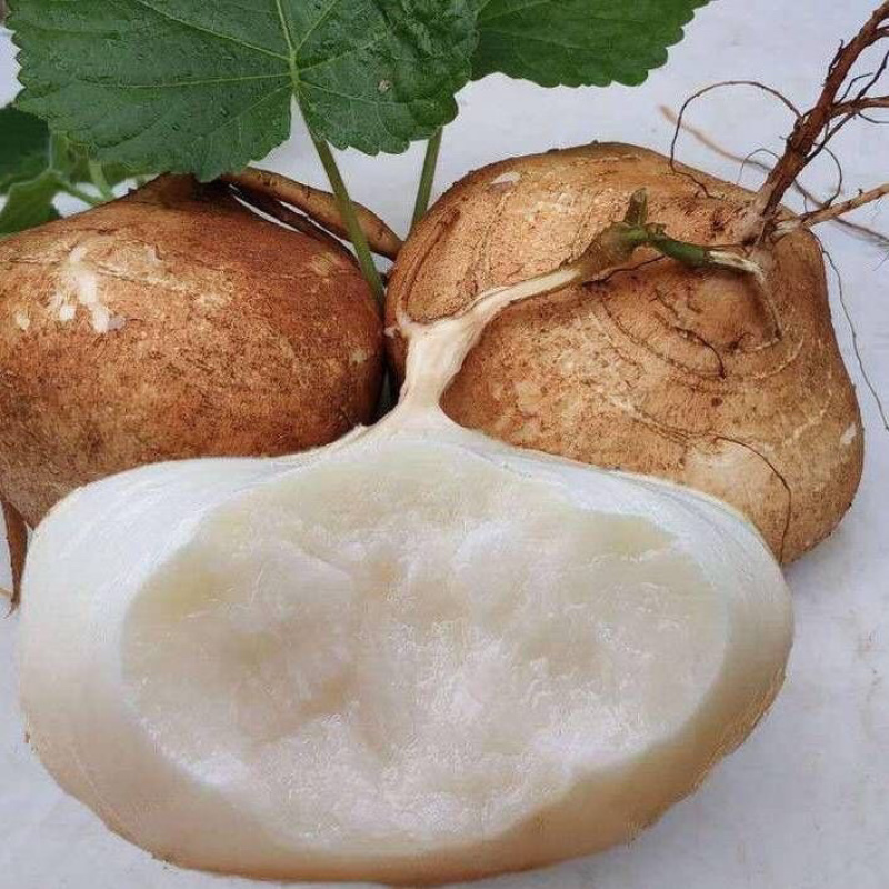 地萝卜豆薯凉薯