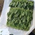 山东潍坊精品菠菜，大量现货，质优价廉，包装齐全，全国发货