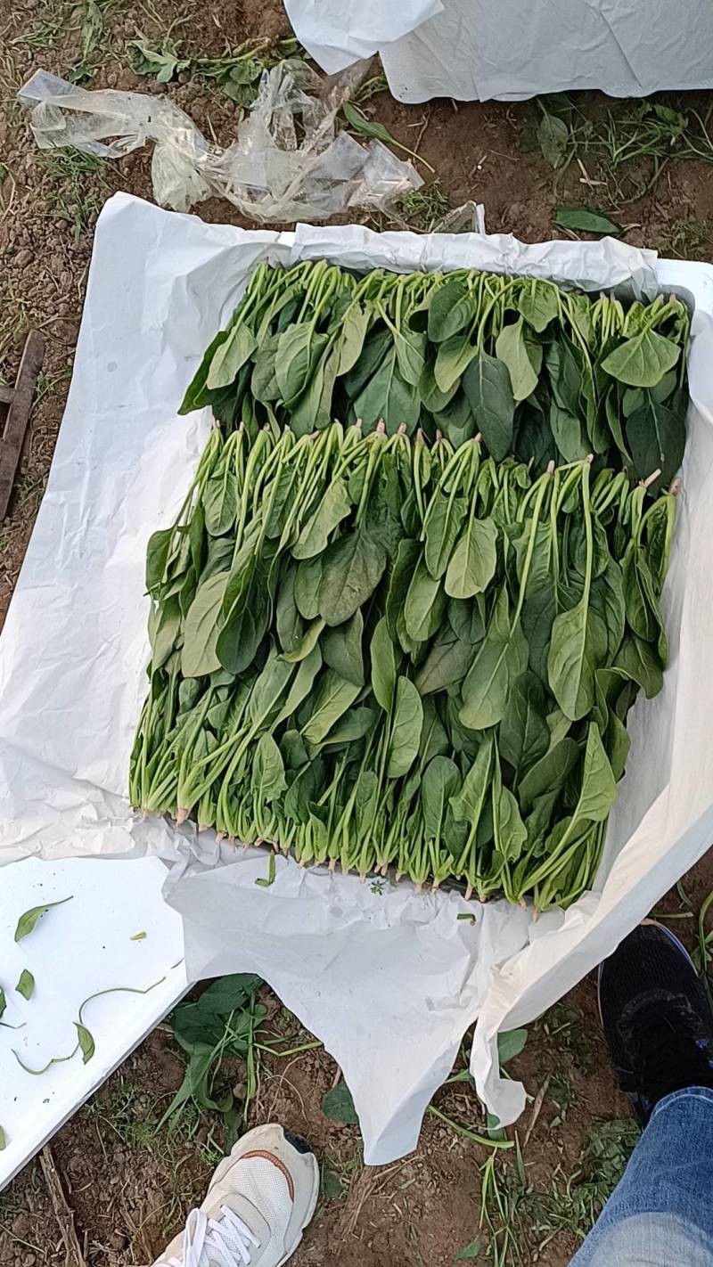 山东潍坊精品菠菜，大量现货，质优价廉，包装齐全，全国发货