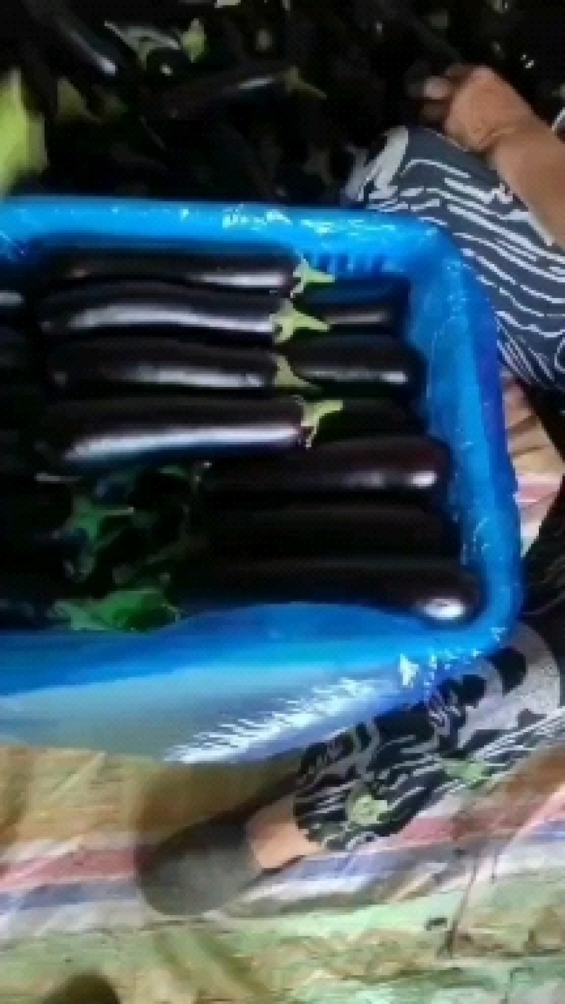 精品布莱迪长茄，大量上市了，质量很好，价格便宜了，欢迎光