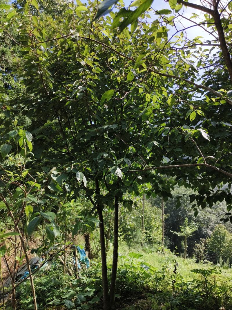 珙桐树，又称鸽子树