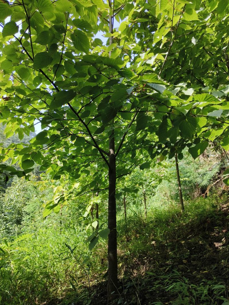 珙桐树，又称鸽子树